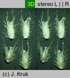 Phleum rhaeticum (tymotka halna)