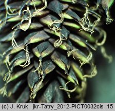 Carex atrata (turzyca czarniawa)