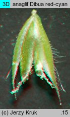 Phleum hirsutum (tymotka Michela)