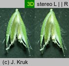 Phleum hirsutum (tymotka Michela)