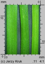 Carex sempervirens ssp. sempervirens (turzyca zawsze zielona typowa)