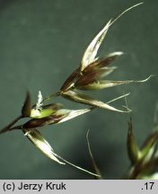 Agrostis alpina (mietlica alpejska)