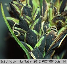 Carex bigelowii ssp. rigida (turzyca tęga mocna)