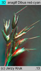 Agrostis rupestris s.l. (mietlica skalna)