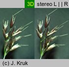 Agrostis rupestris (mietlica skalna)