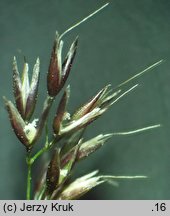 Agrostis rupestris s.l. (mietlica skalna)