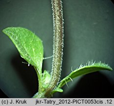 Thymus pulcherrimus (macierzanka nadobna)