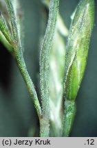 Festuca airoides (kostrzewa niska)