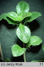 Thymus pulcherrimus (macierzanka nadobna)