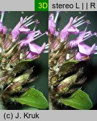 Thymus pulcherrimus (macierzanka nadobna)