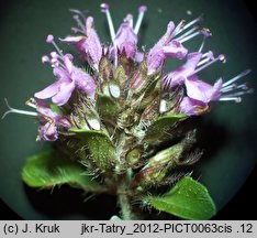 Thymus pulcherrimus (macierzanka nadobna)