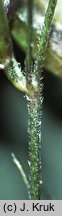 Trisetum fuscum (konietlica karpacka)