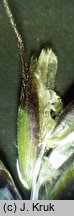 Trisetum fuscum (konietlica karpacka)