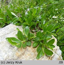 Salix retusa (wierzba wykrojona)