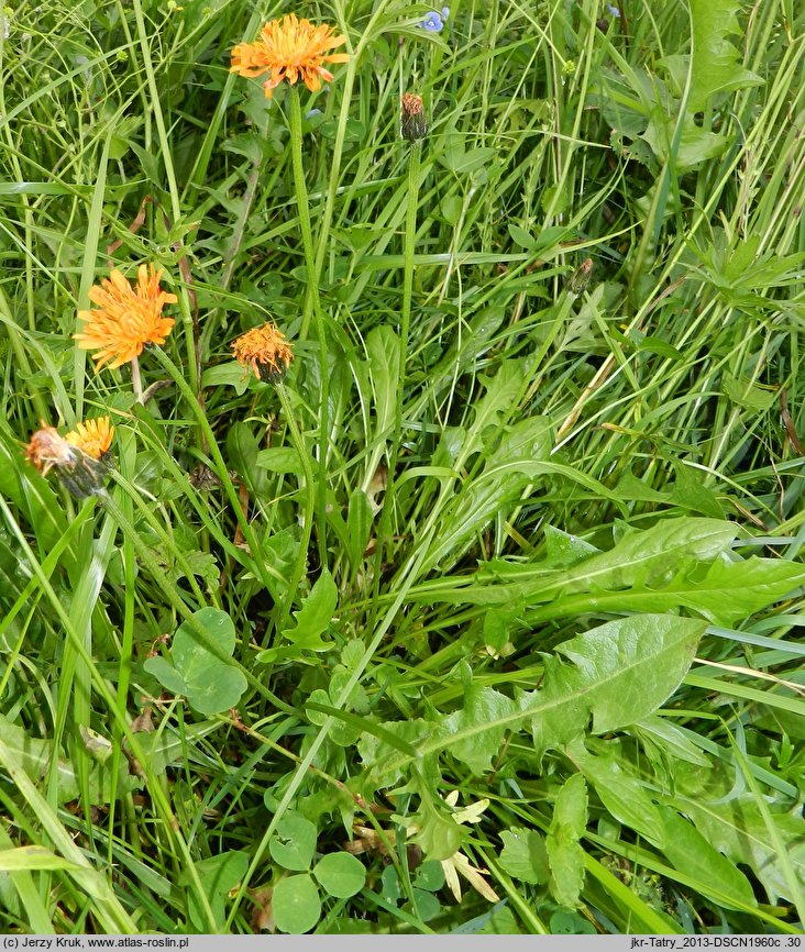 Crepis aurea (pępawa złota)