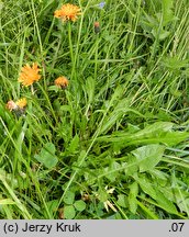 Crepis aurea (pępawa złota)