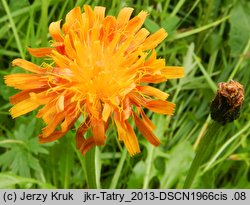 Crepis aurea (pępawa złota)