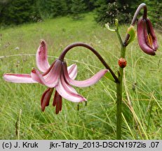 Lilium martagon (lilia złotogłów)