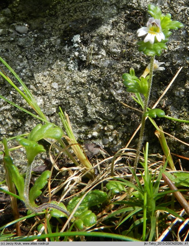 Euphrasia exaristata (świetlik bezostny)