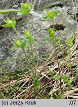 Euphrasia exaristata (świetlik bezostny)