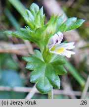 Euphrasia exaristata (świetlik bezostny)