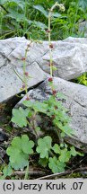 Saxifraga cernua (skalnica zwisła)