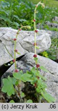 Saxifraga cernua (skalnica zwisła)