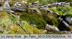 Poa nemoralis ssp. carpatica