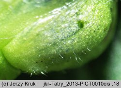 Aconitum ×zapalowiczii (tojad Zapałowicza)