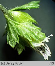 Euphrasia exaristata (świetlik bezostny)