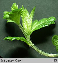 Euphrasia exaristata (świetlik bezostny)