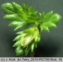 Euphrasia exaristata (świetlik bezostny)