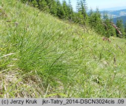 Festuca versicolor (kostrzewa pstra)