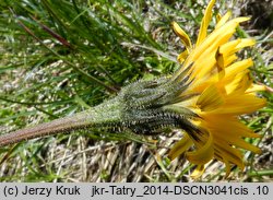 Leontodon hispidus ssp. alpinus (brodawnik zwyczajny alpejski)