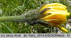 Leontodon hispidus ssp. alpinus (brodawnik zwyczajny alpejski)