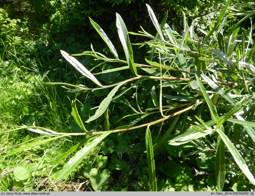 Salix eleagnos (wierzba siwa)