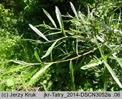 Salix eleagnos (wierzba siwa)