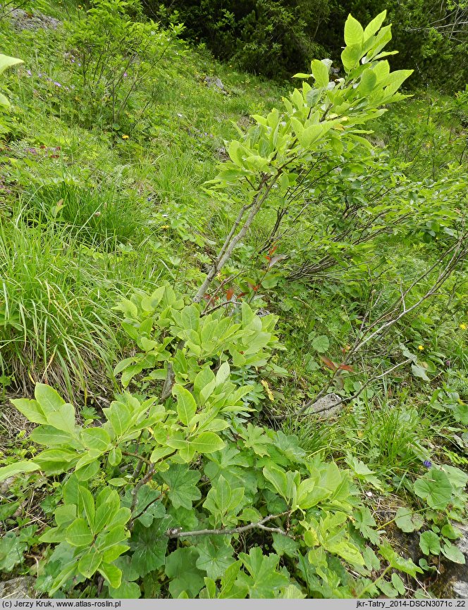 Salix silesiaca (wierzba śląska)