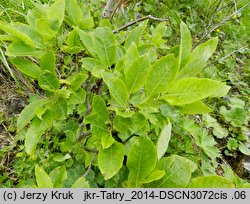 Salix silesiaca (wierzba śląska)