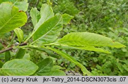 Salix silesiaca (wierzba śląska)