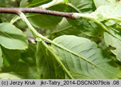 Salix silesiaca (wierzba śląska)