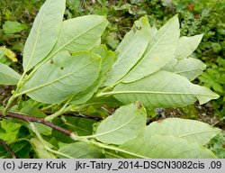 Salix silesiaca (wierzba śląska)