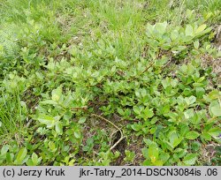 Salix hastata (wierzba oszczepowata)