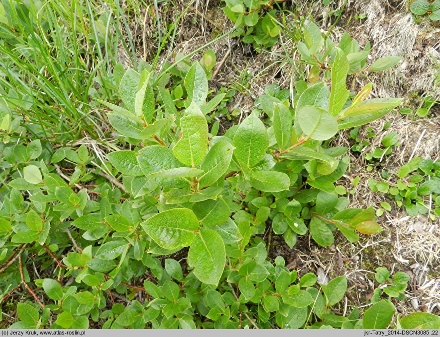 Salix hastata (wierzba oszczepowata)