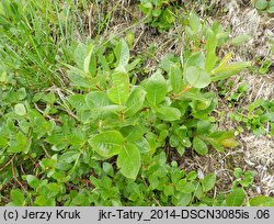 Salix hastata (wierzba oszczepowata)