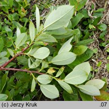 Salix hastata (wierzba oszczepowata)