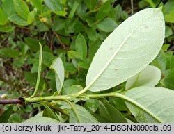 Salix hastata (wierzba oszczepowata)