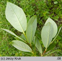 Salix hastata (wierzba oszczepowata)