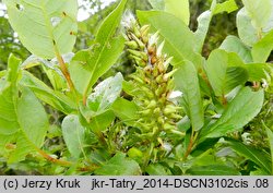 Salix hastata (wierzba oszczepowata)