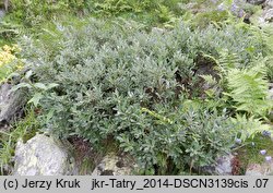 Salix helvetica (wierzba szwajcarska)